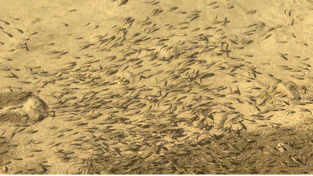 Hakkar’de  dere ıslah çalışmalarından sonra balık sayısında artış