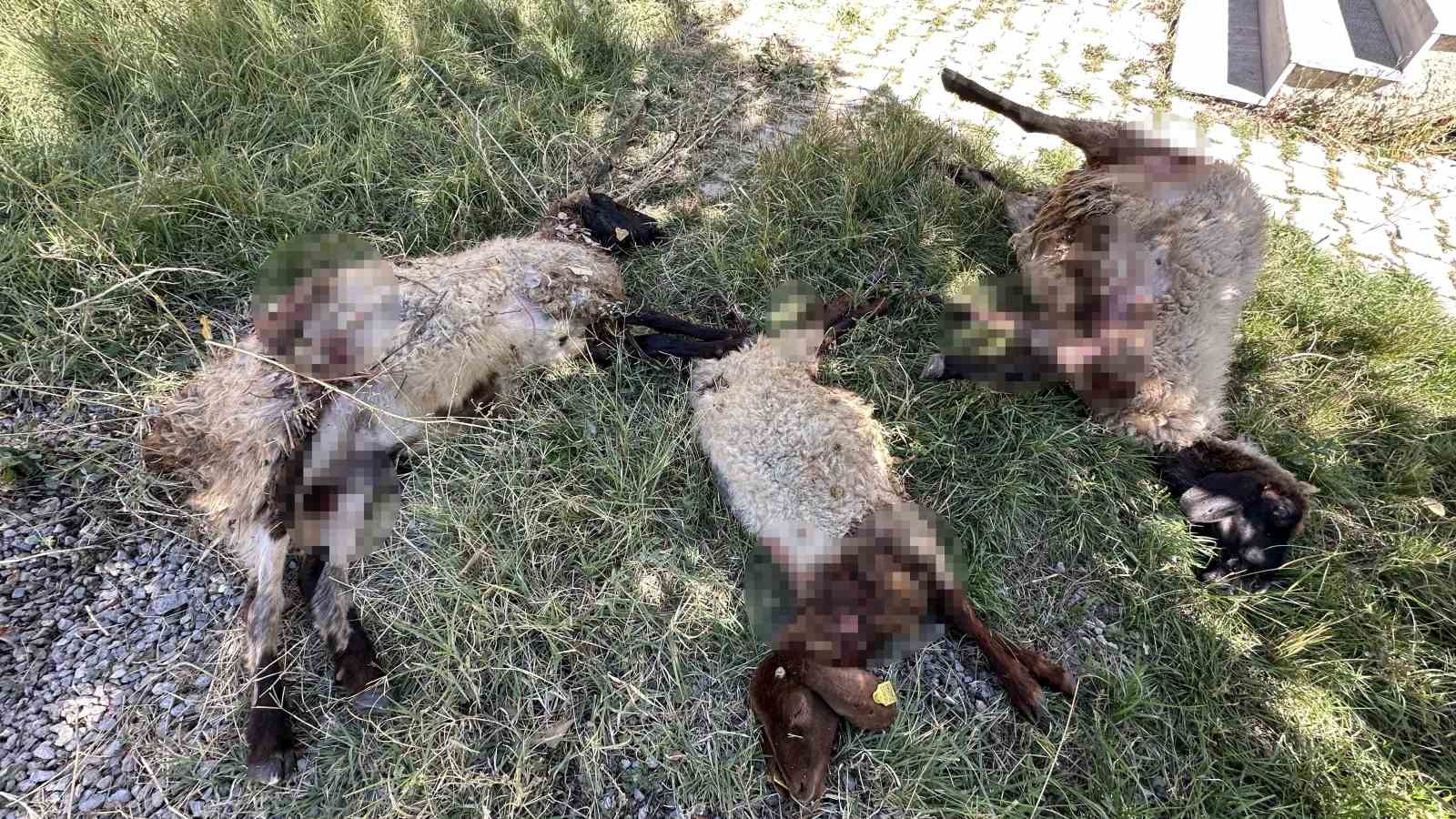 Hakkari’de   başıboş köpekler koyunlara saldırdı