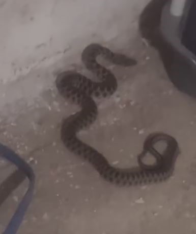 Kadının yılan ile sohbeti gülümsetti