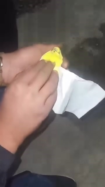 Kalp masajı ve Fatihayla kuşu hayatta tutmayı başardılar