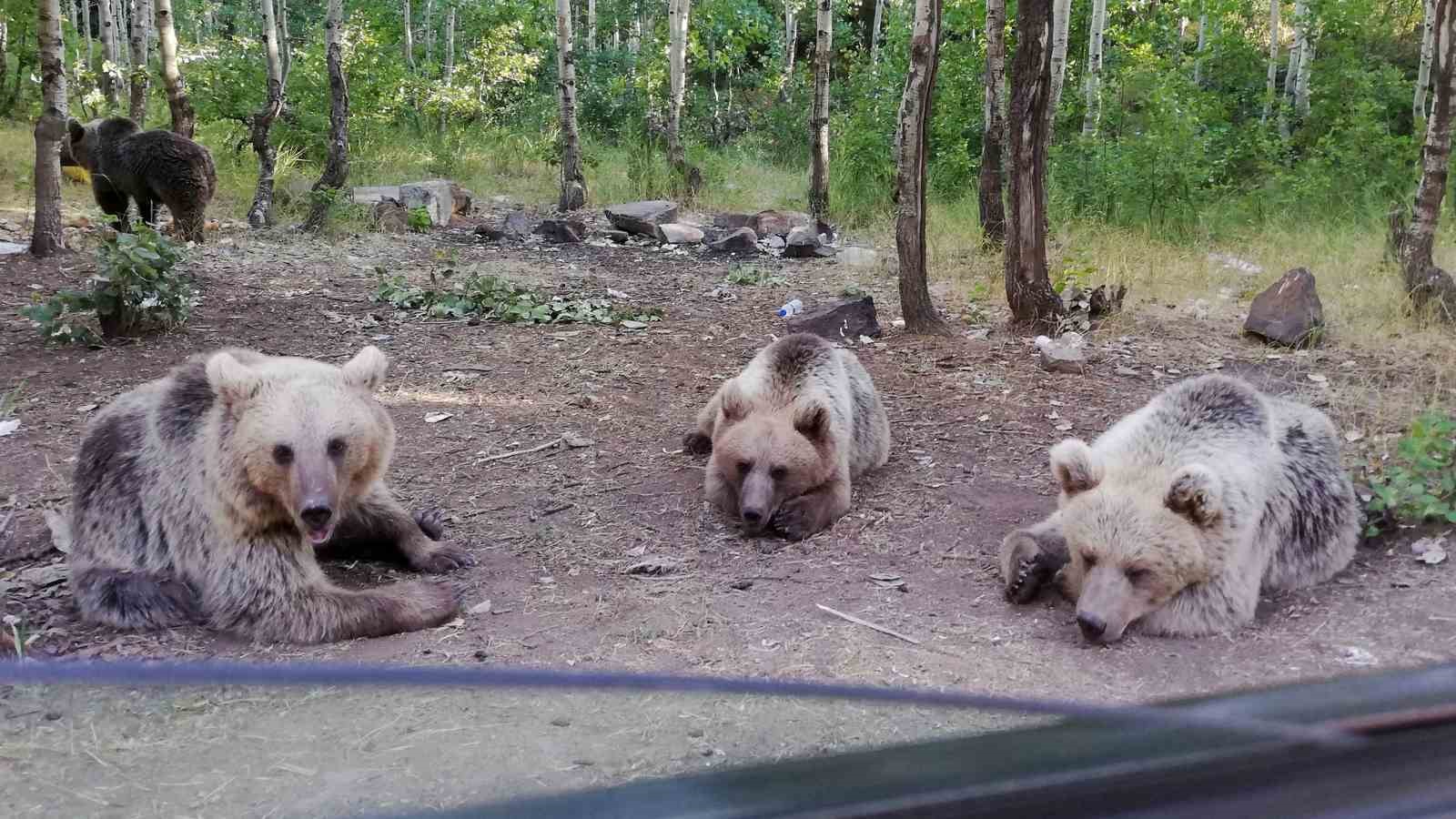 Uzmanlar uyardı: Nemrut Krater Gölü’nde ayıları beslemek hayati tehlike oluşturuyor