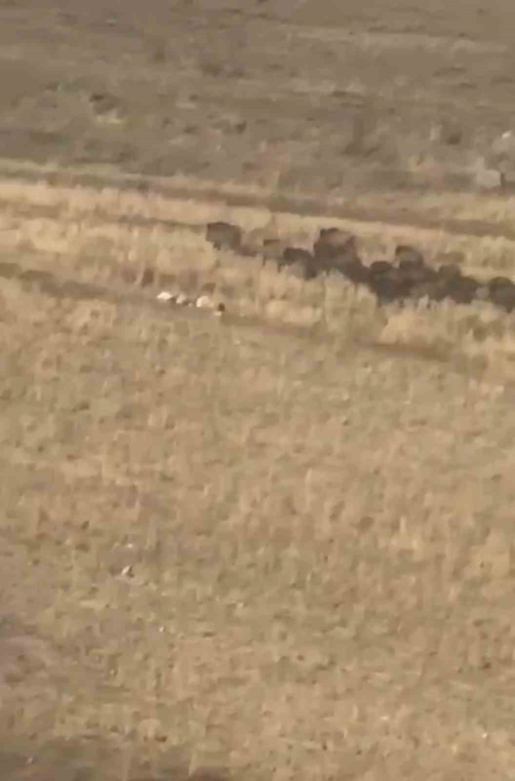 Van’da aç kalan domuz sürüsü mahalleye indi