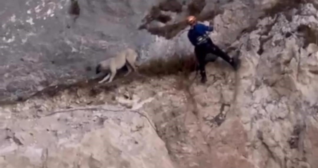 Van’da kayalıklarda mahsur kalan köpek, AFAD ekiplerince kurtarıldı