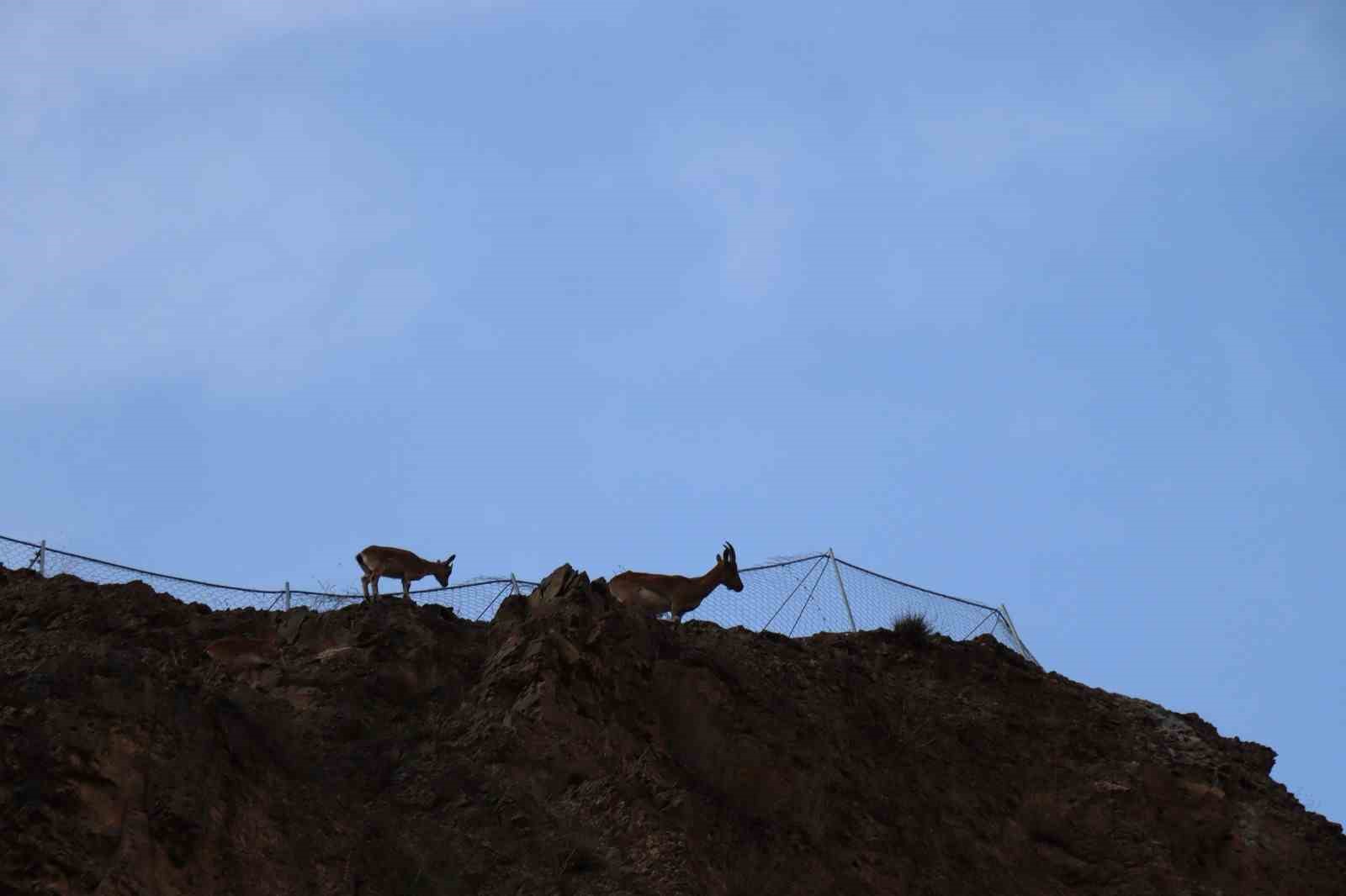 Yaban keçileri köylüler tarafından korunuyor