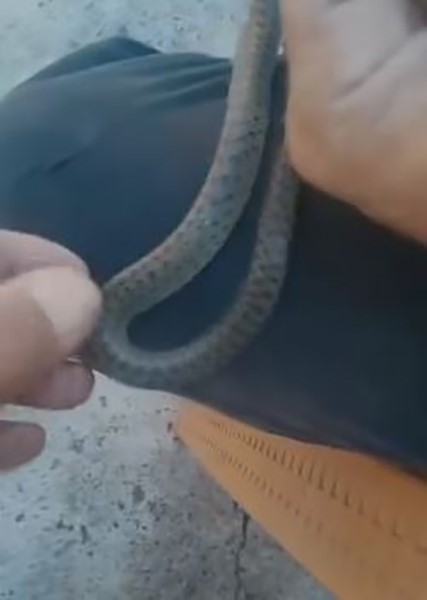 Yakaladığı yılanı dizine koyup, torunlarına sevdirdi