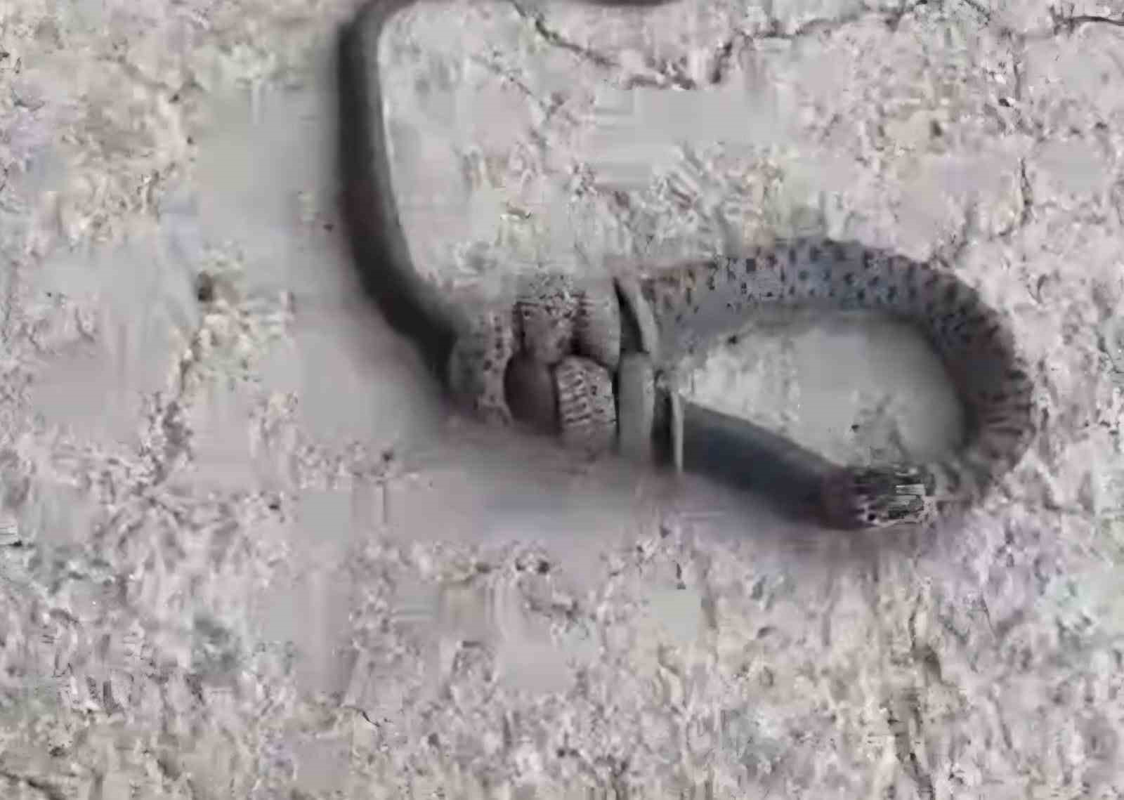 Yılan, başka bir yılanı yutarken  görüntülendi