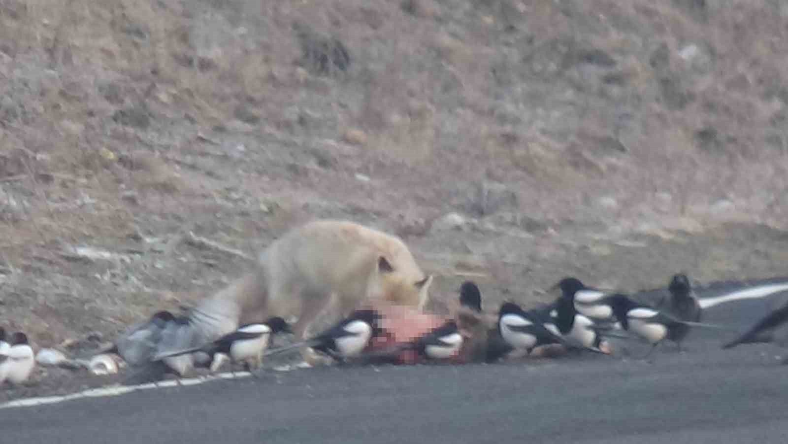 Kızıl tilkinin karnını doyurduğu anlar kameralara yansıdı