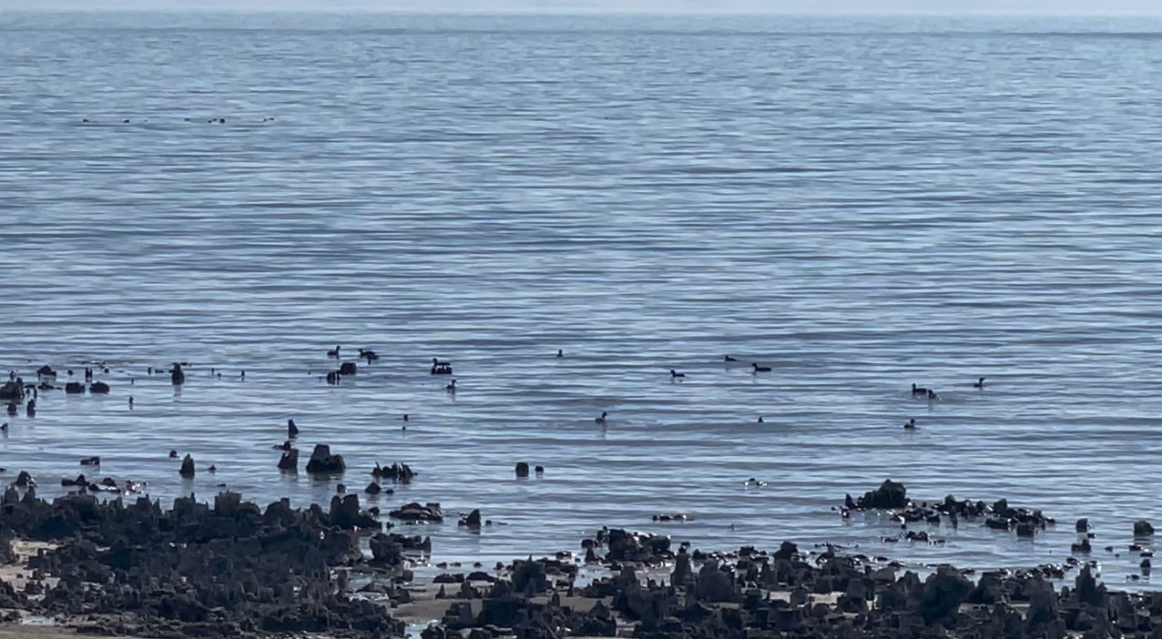 Van Gölü’ndeki çekilme yeni yaşam alanları oluşturdu
