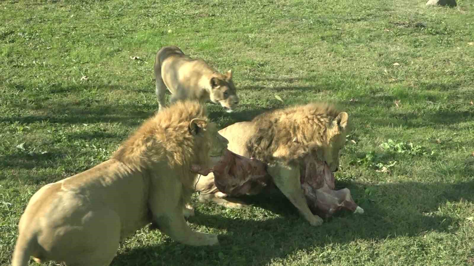Aslanların beslenme testi, nefes kesti