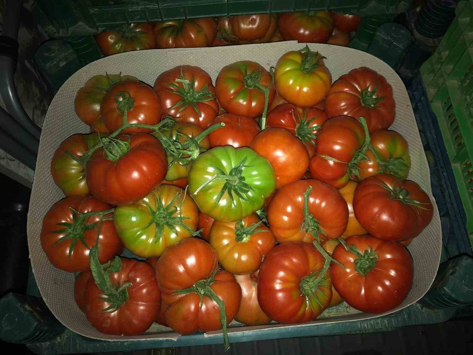 Yeşil toplanıyor kırmızı satılıyor