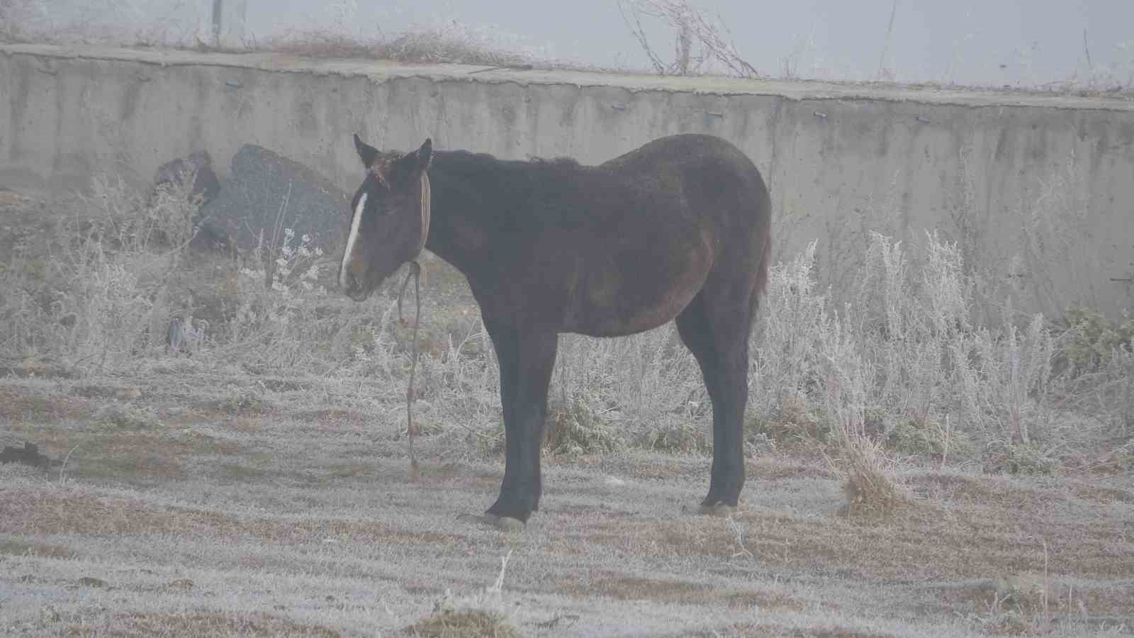 Ardahan’da dondurucu soğuklar etkili olmaya başladı: Ağaçlar ve bitki örtüleri kırağı tuttu