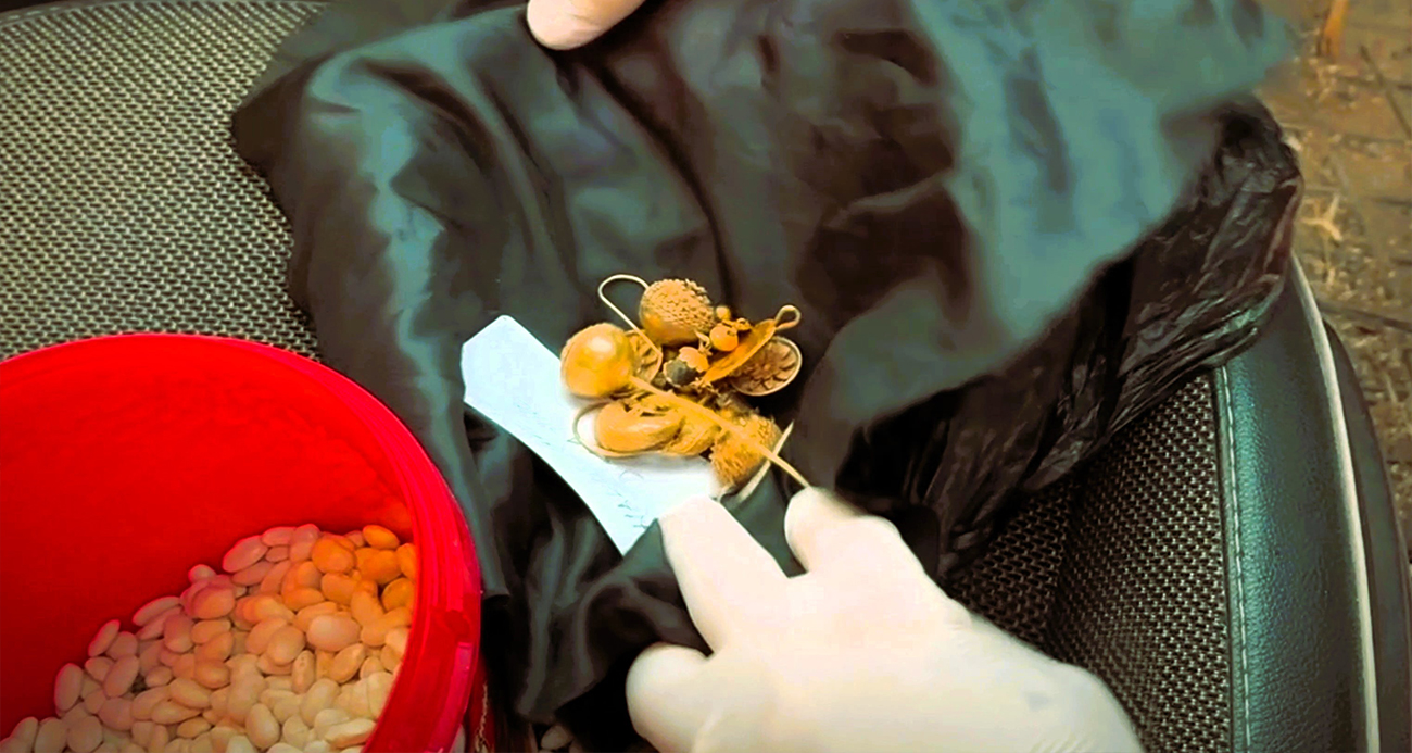 Akılalmaz olay: 1600 yıllık altın takıları kuru fasulyenin içine sakladılar