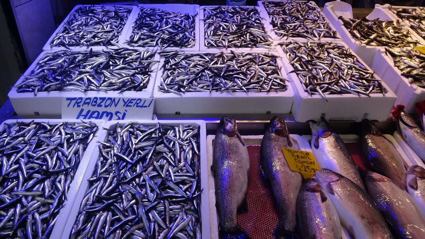 Palamuttan sonra hamsi de iyice bollaşmaya başladı