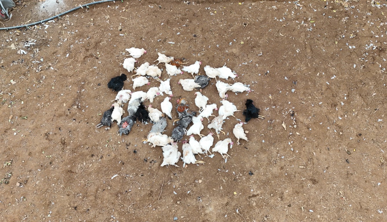 Tavukları için bağ evine geldi, gördüğü manzara karşısında şoke oldu