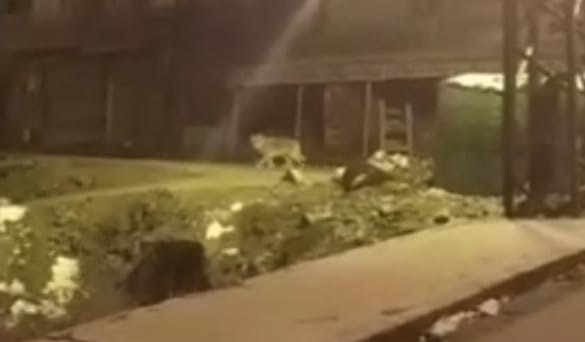 Aç kalan kurt şehir merkezine indi