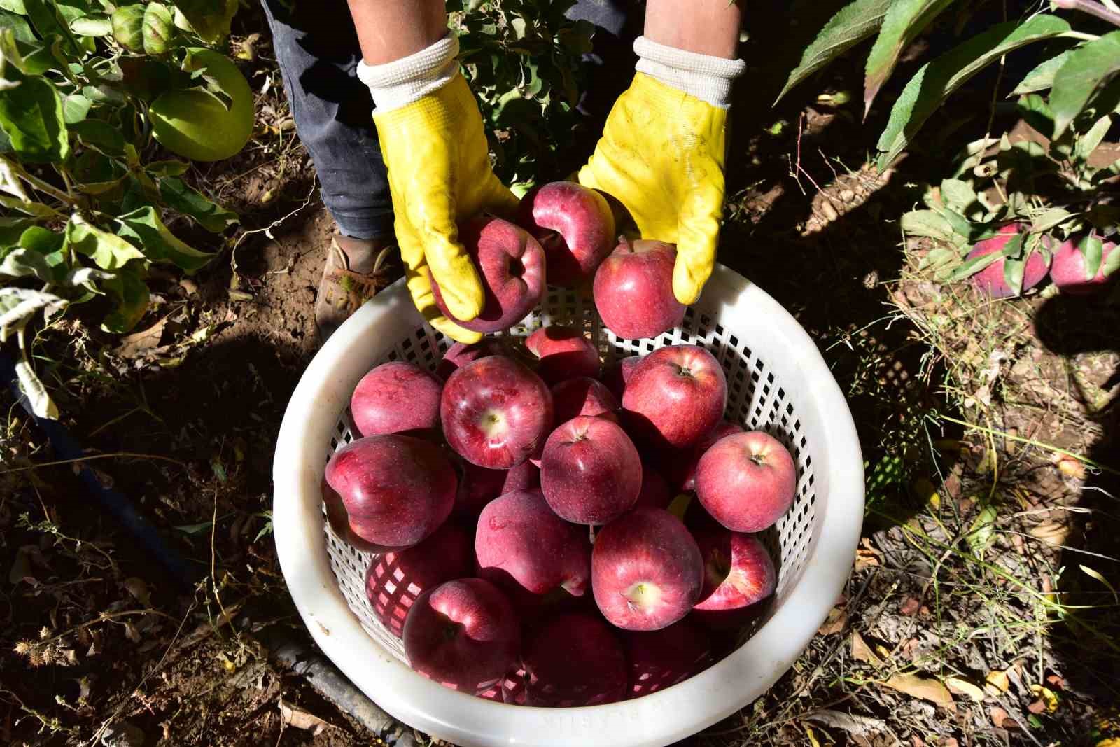 Ahlat elmasına yoğun talep