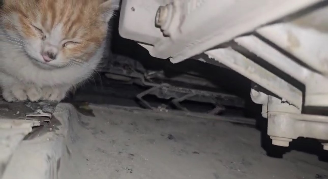 Aracın motor giren kedi itfaiye tarafından kurtarıldı