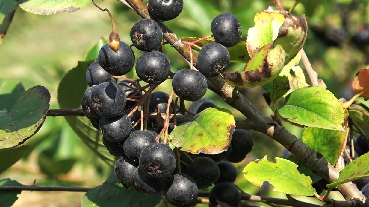 Yalova aronyası üreticisinin yüzünü güldürdü