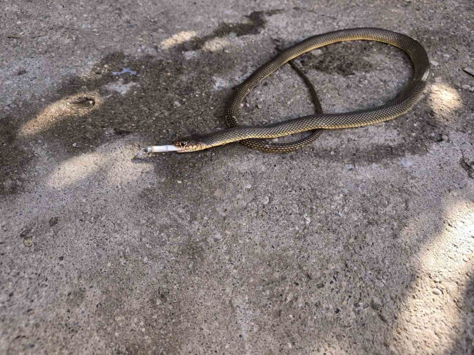 Bulduğu yılanı “Kankamla takılıyoruz” diyerek paylaştı, sosyal medyada gündem oldu