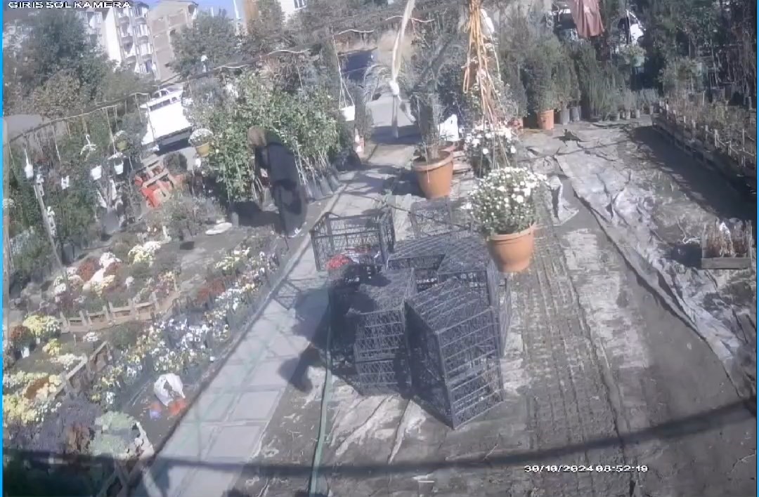 Çiçek hırsızı kadın, kameralara yansıdı