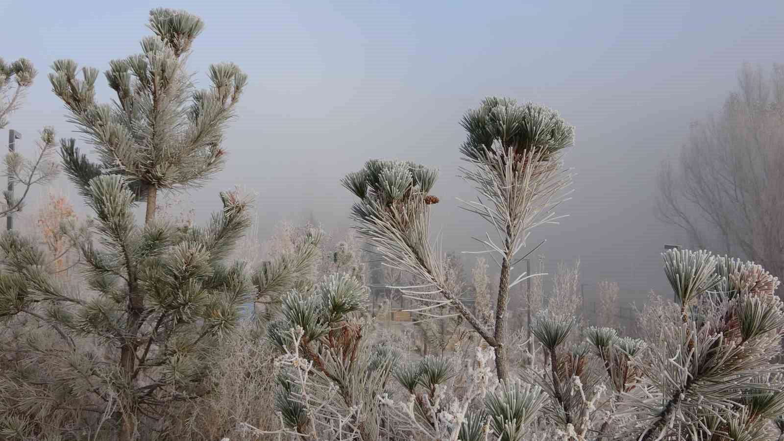 Dondurucu soğuklar, ağaçları dondurdu