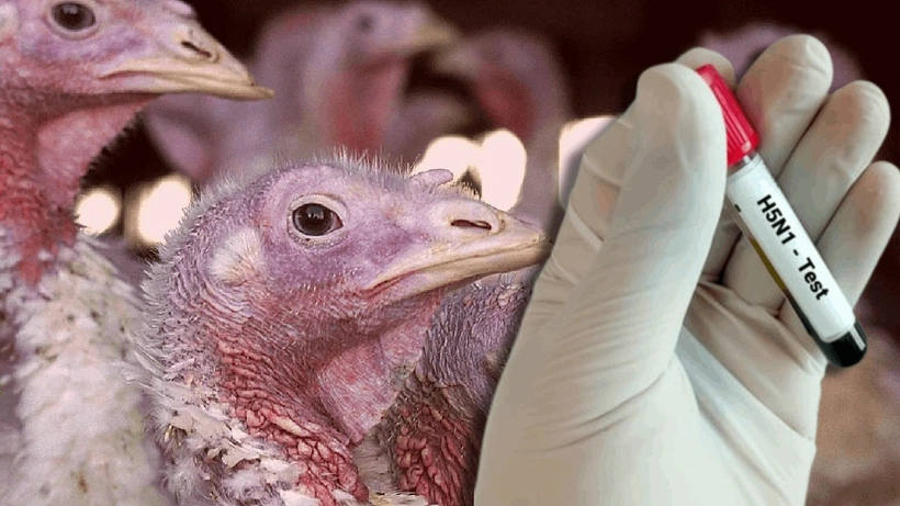 Bakanlık Duyurdu:“Konya’da kuş gribi tespit edildi”