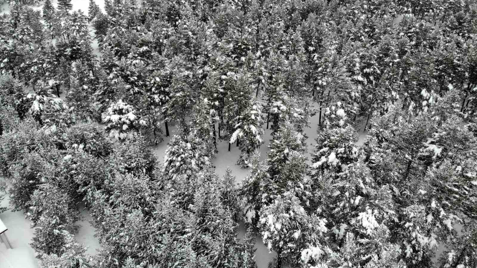 Karla kaplanan sarıçam ormanları büyüledi