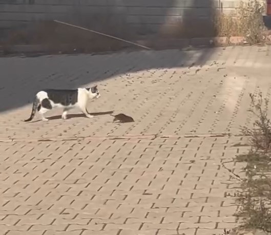 Kedi ile farenin kovalamacası kameralara yansıdı