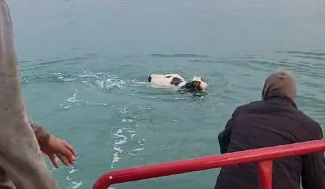 Kesilmekten korkan dana Van Gölü’ne girdi