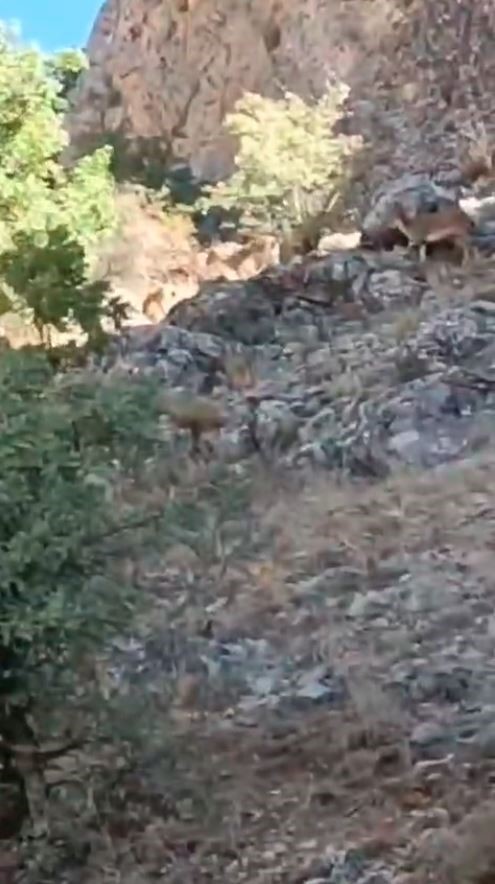 Koruma altındaki dağ keçileri görüntülendi
