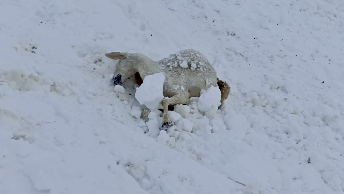 Malatya’da 100 küçükbaş hayvan donarak  telef oldu