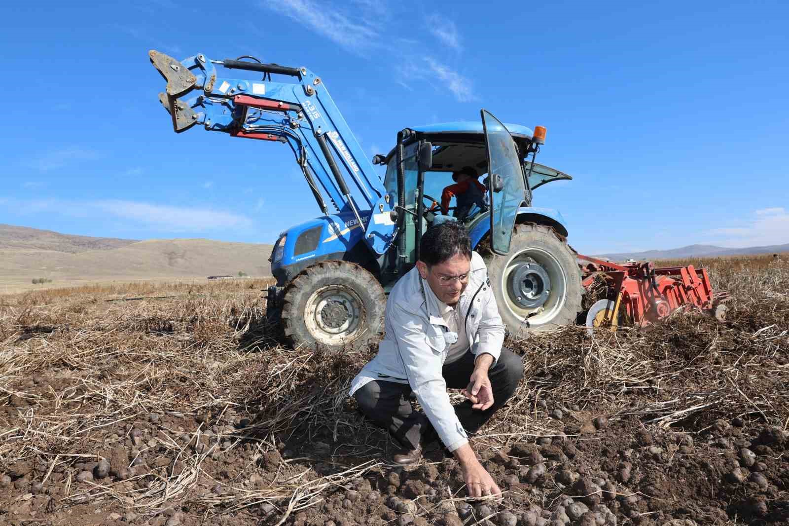 Mor patateste hasat zamanI