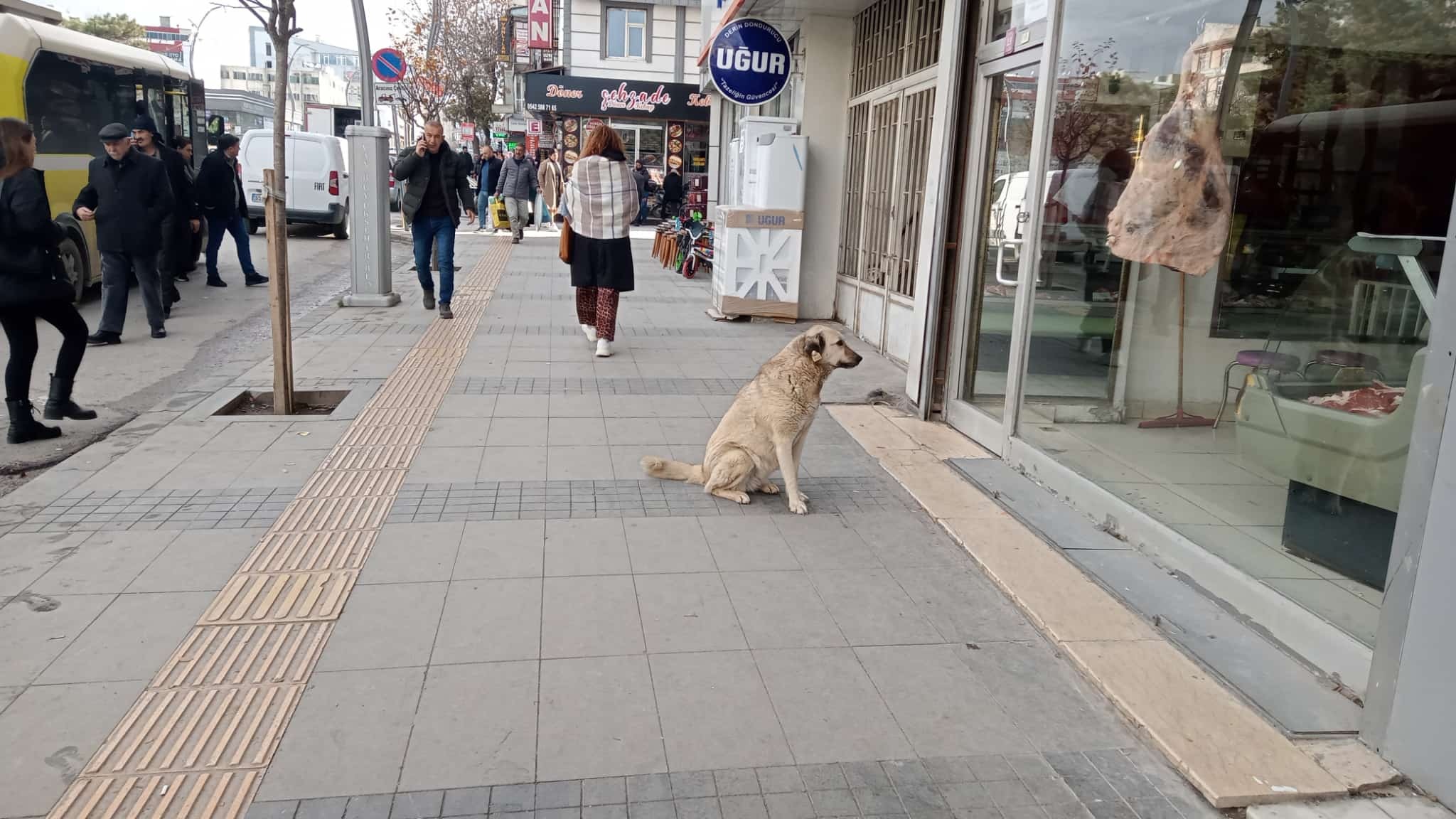 Başıboş sokak köpekleri Van’da cirit atıyor
