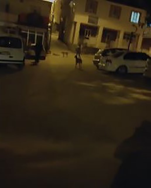Sokak köpekleri vatandaşları bezdirdi