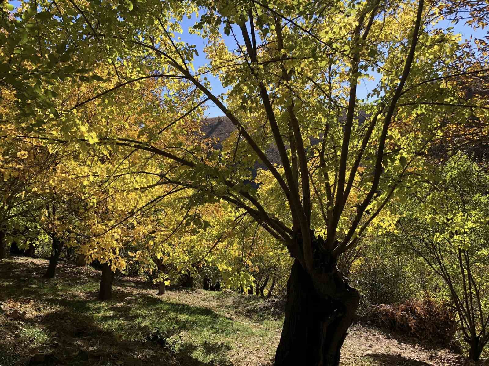 Sonbaharda muhteşem doğal güzelliğiyle görenleri hayran bıraktırıyor