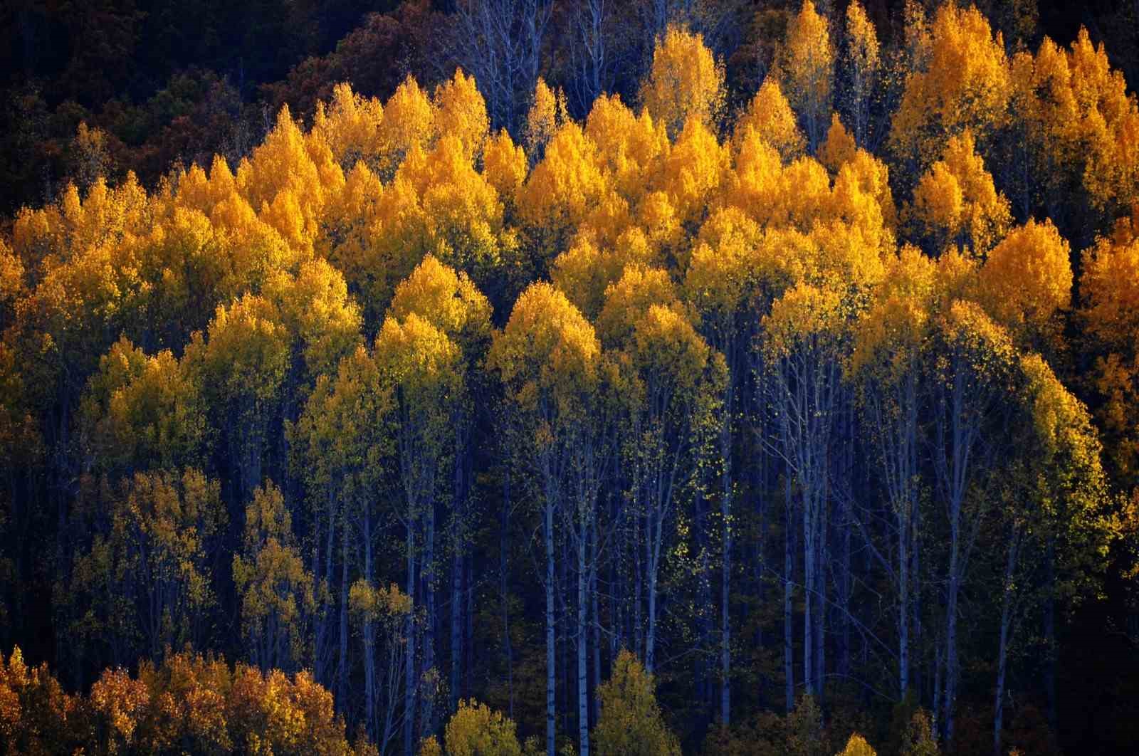 Sonbaharın renkleri dron kamerasına yansıdı