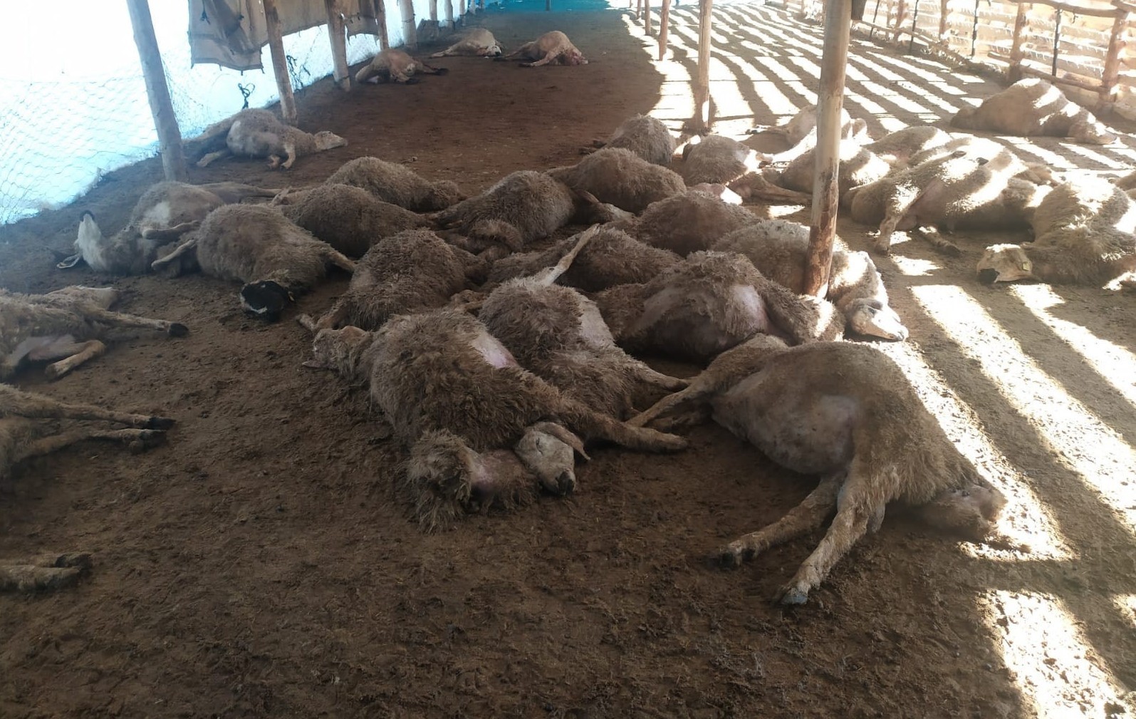 Sürüye kurt dadandı: 60 koyun telef oldu