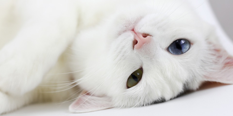 “Van Kedisi: Türkiye’nin Suya Aşık Kedisi Dünyayı Büyülüyor!”