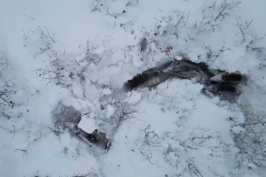 Yaban domuzlarının zorlu yolculuğu