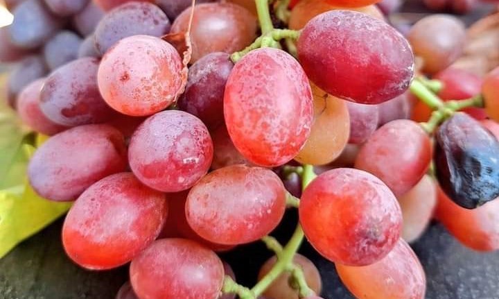 Türkiye’nin üzüm deposunda hasat kışın da durmuyor