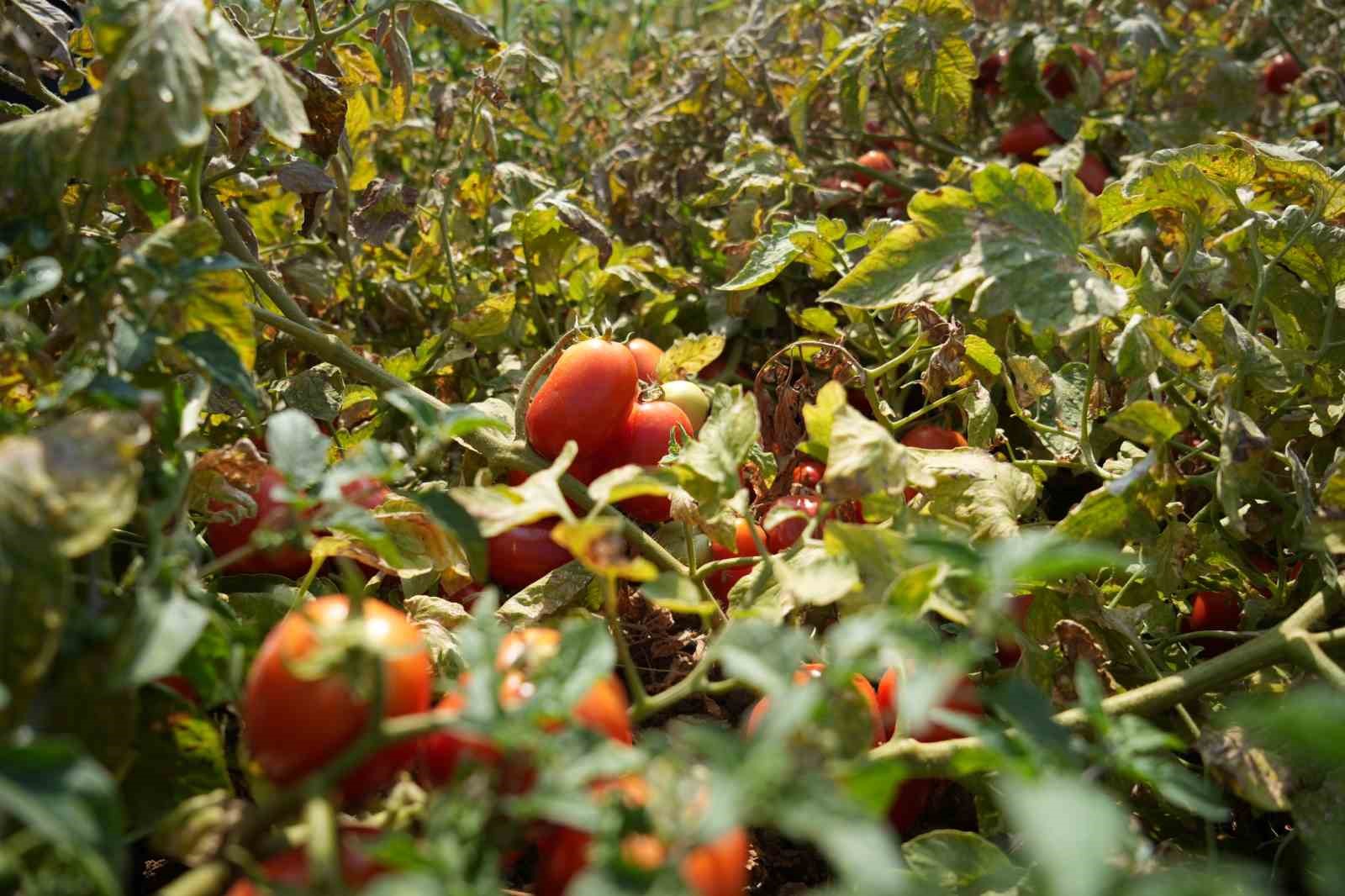 Çiftçinin ürünü artık tarlada kalmayacak