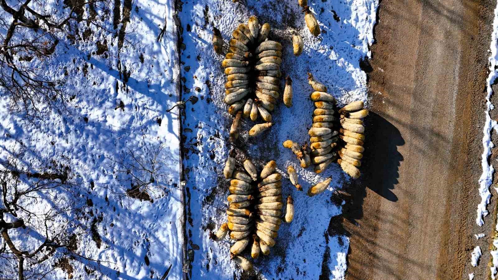 Küçükbaş hayvan yetiştiricilerinin çilesi başladı