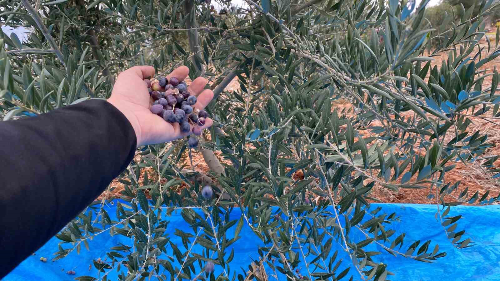 Soğuk havaya rağmen 300 kilo zeytin zeytin hasat edildi