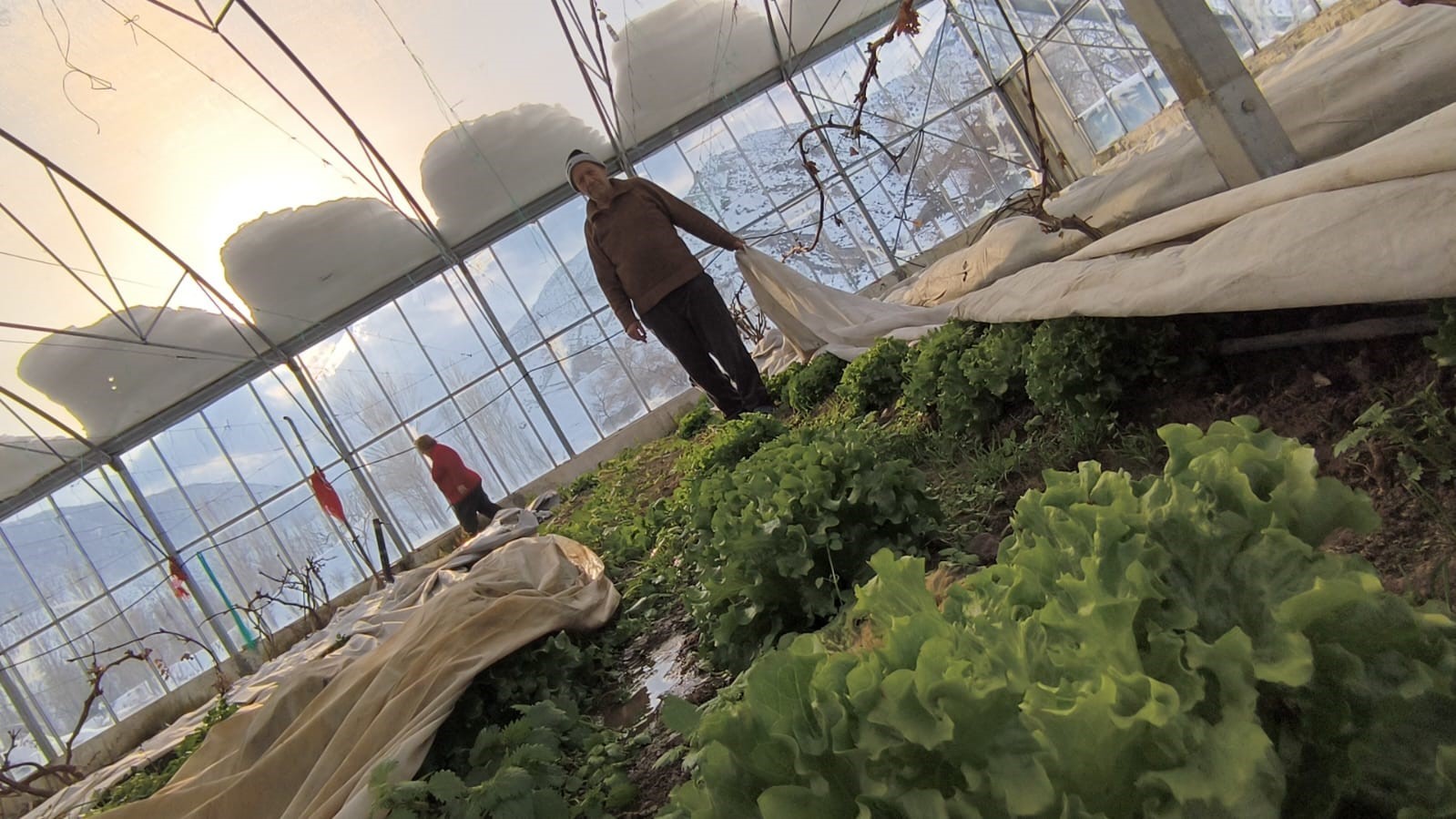 Kar yağışı seralara zarar verdi