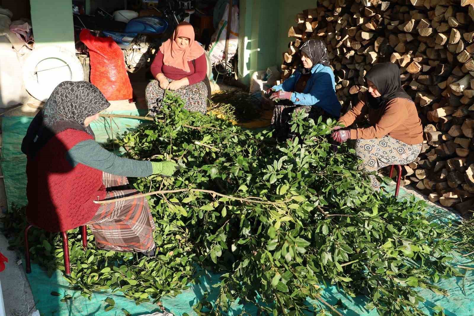 Defne yaprağı gelir kapısı oldu