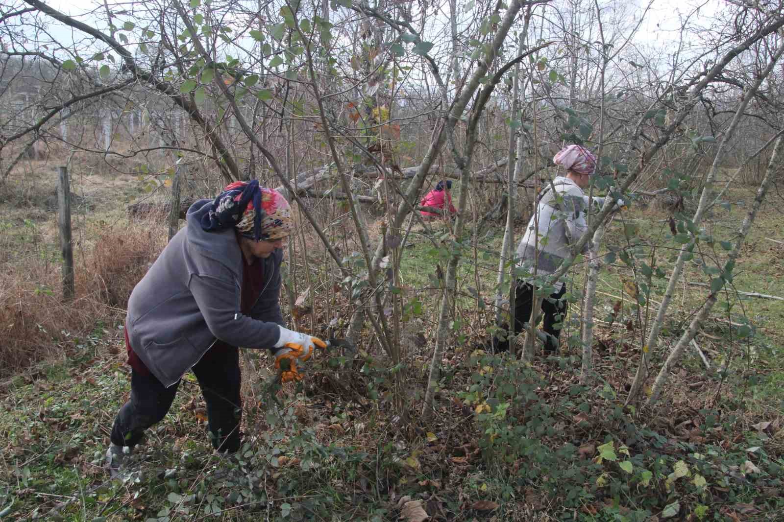 Fındık bahçelerinde kış bakımı zamanı