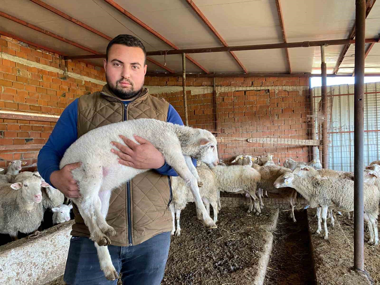 Çanakkale’de Kuzu 5 Ayaklı Doğdu