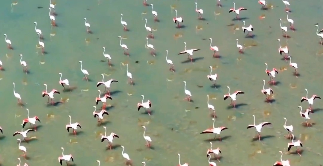 Flamingolar Van’ı çok sevdi