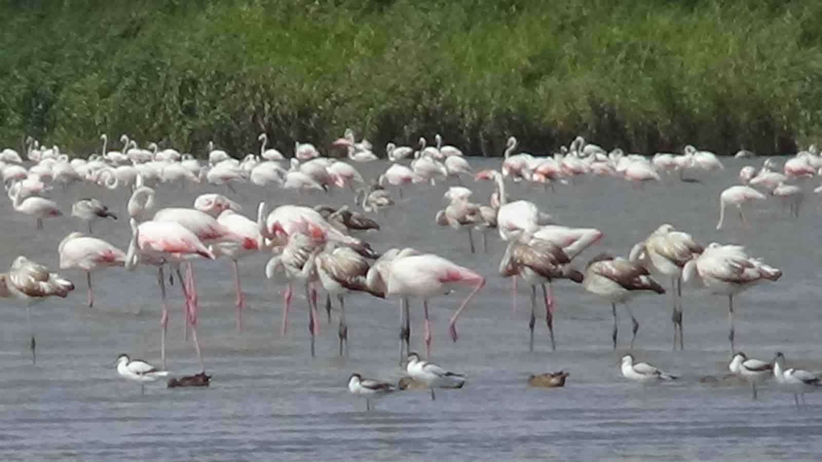 Flamingolar Van’ı çok sevdi