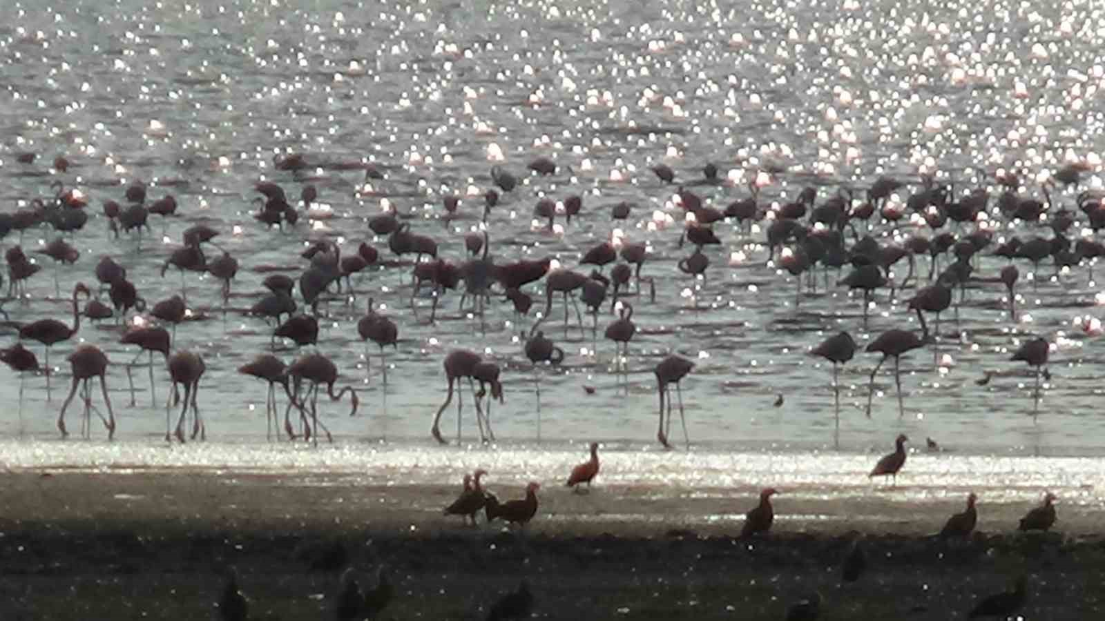 Flamingolar Van’ı çok sevdi